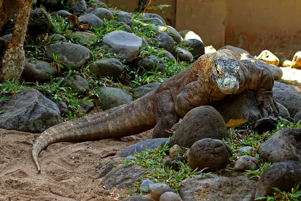 Ένας Δράκος Komodo Varanus Komodoensis Κάνει Ηλιοθεραπεία Πριν Αρχίσει Τις — Φωτογραφία Αρχείου