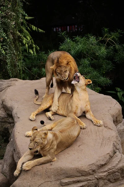 Die Männliche Und Würdevolle Erscheinung Des Löwen — Stockfoto
