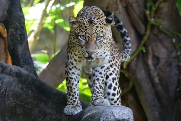 Два Леопарда Осторожно Наблюдали Своим Окружением — стоковое фото