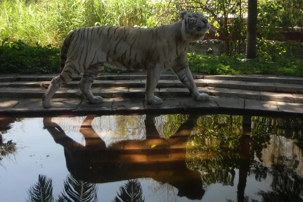 Aspetto Possente Dignitoso Della Tigre Del Bengala — Foto Stock