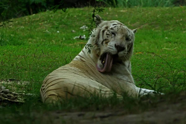 Aspecto Poderoso Digno Del Tigre Bengala — Foto de Stock