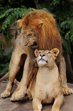 Bir çift aslan çiftleşmeye hazır..