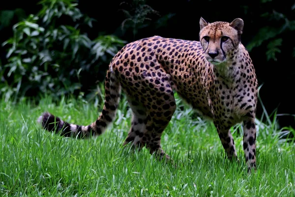 Leopard Ostražitě Sledoval Jeho Okolí — Stock fotografie