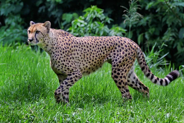 Leopard Ostražitě Sledoval Jeho Okolí — Stock fotografie