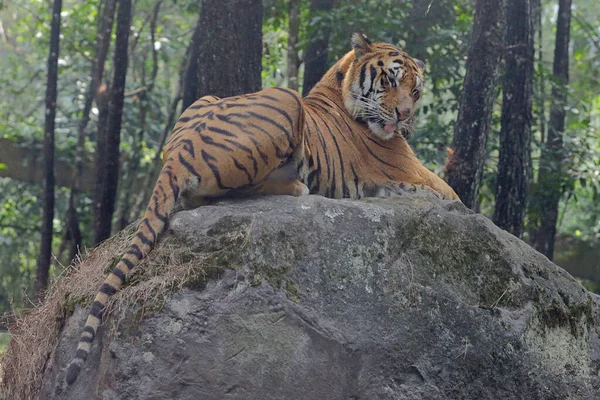 Tigre Bengala Está Descansando Mientras Observa Entorno Con Cautela — Foto de Stock