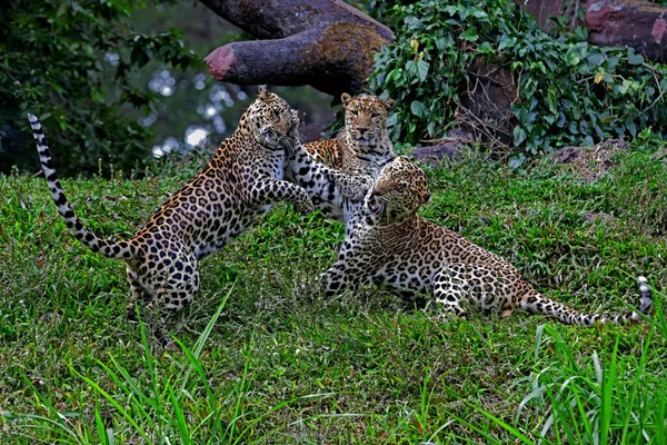 Twee Luipaarden Vechten Wei — Stockfoto