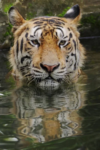 Tigre Bengala Está Descansando Mientras Observa Entorno Con Cautela — Foto de Stock