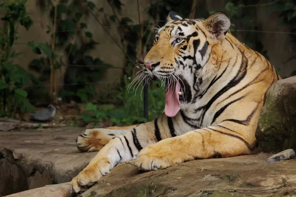 Tigre Bengala Está Descansando Mientras Observa Entorno Con Cautela — Foto de Stock