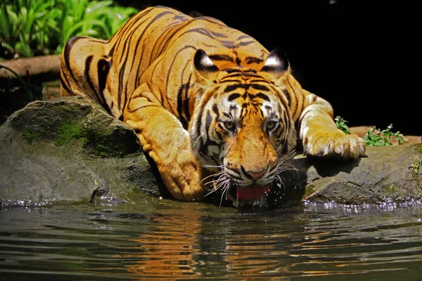 Tigre Bengala Está Descansando Mientras Observa Entorno Con Cautela — Foto de Stock