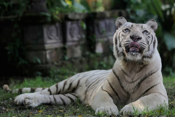 Aparición Tigre Bengala Blanco Que Varonil Digno — Foto de Stock