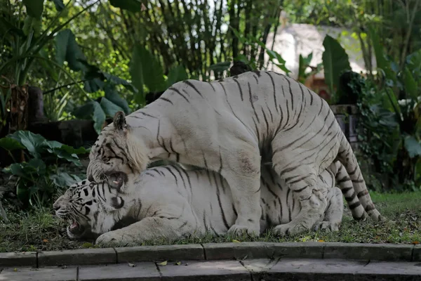 Dvojice Bílých Tygrů Připravuje Páření — Stock fotografie