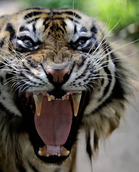 Tigre Sumatra Panthera Tigris Sumatrae Rugido — Foto de Stock