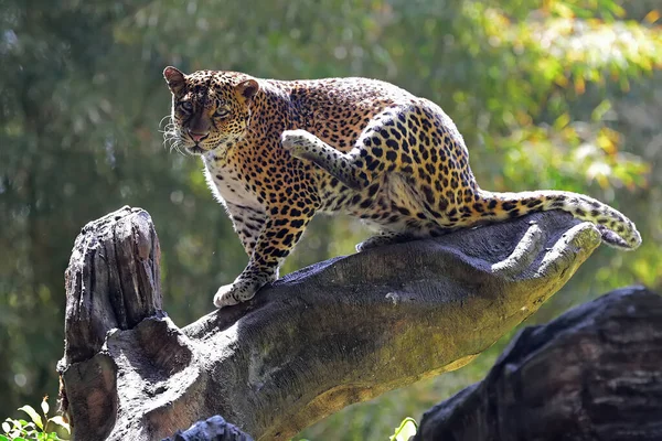 Leopardo Guardava Con Diffidenza Ambiente Circostante — Foto Stock