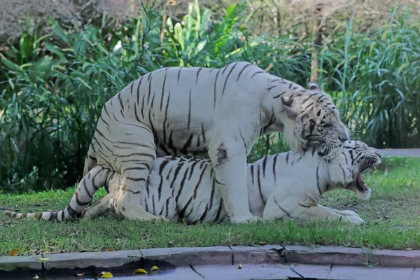 Par Tigres Blancos Listos Para Aparearse — Foto de Stock