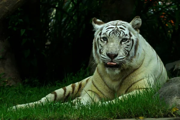 Het Uiterlijk Van Een Witte Bengaalse Tijger Die Mannelijk Waardig — Stockfoto