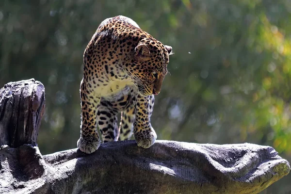 Leopardo Estava Vigiando Seu Entorno Com Cautela — Fotografia de Stock