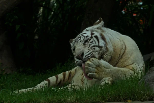 Εμφάνιση Ενός Λευκού Bengal Τίγρη Που Φαίνεται Ανδροπρεπής Και Αξιοπρεπή — Φωτογραφία Αρχείου
