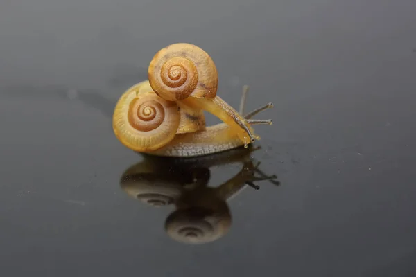 两只金黄色的小蜗牛在枯萎的花朵上行走 — 图库照片