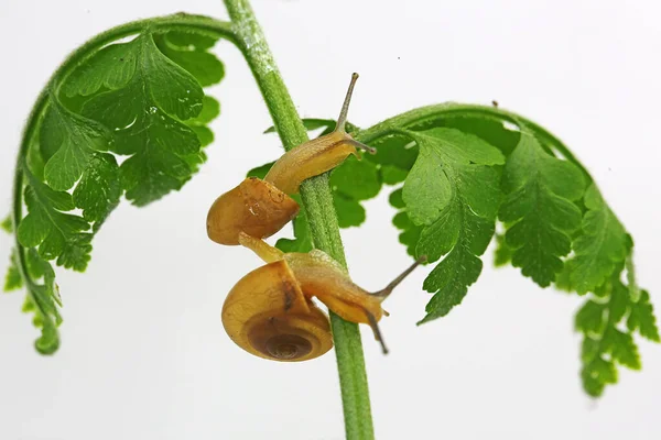 Due Piccole Lumache Gialle Dorate Camminano Fiori Secchi — Foto Stock