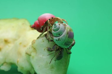 İki keşiş yengeci (Paguroidea sp) yavaşça yürüyor.