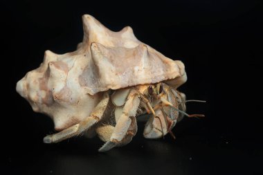 Bir keşiş yengeci (Paguroidea sp) tahtada.