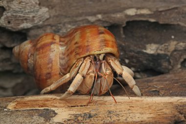 Bir keşiş yengeci (Paguroidea sp) tahtada.