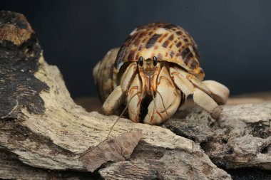 Bir keşiş yengeci (Paguroidea sp) tahtada.