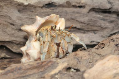 Bir keşiş yengeci (Paguroidea sp) tahtada.
