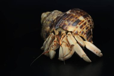 Bir keşiş yengeci (Paguroidea sp) tahtada.