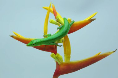 Bir Zümrüt Ağacı Kayması (Lamprolepis smaragdina) günlük aktivitelerine başlamadan önce güneşleniyor.