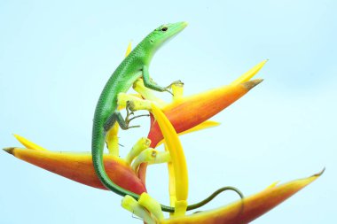 Bir Zümrüt Ağacı Kayması (Lamprolepis smaragdina) günlük aktivitelerine başlamadan önce güneşleniyor.