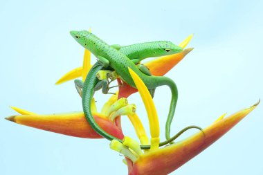 Bir çift Zümrüt Ağaç Kayması (Lamprolepis smaragdina) günlük aktivitelerine başlamadan önce güneşleniyorlar.