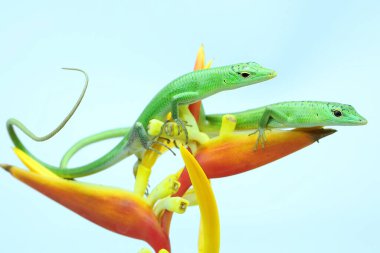 Kudretli ve otoriter bir kertenkelenin görünüşü.