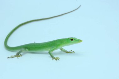 Bir Zümrüt Ağacı Kayması (Lamprolepis smaragdina) günlük aktivitelerine başlamadan önce güneşleniyor.