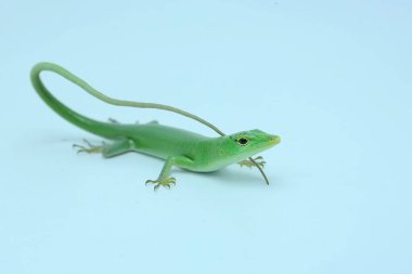 Bir Zümrüt Ağacı Kayması (Lamprolepis smaragdina) günlük aktivitelerine başlamadan önce güneşleniyor.