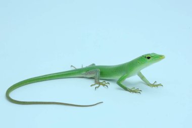 Bir Zümrüt Ağacı Kayması (Lamprolepis smaragdina) günlük aktivitelerine başlamadan önce güneşleniyor.