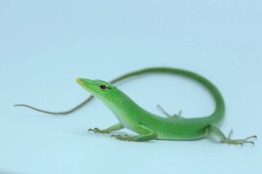 Bir Zümrüt Ağacı Kayması (Lamprolepis smaragdina) günlük aktivitelerine başlamadan önce güneşleniyor.