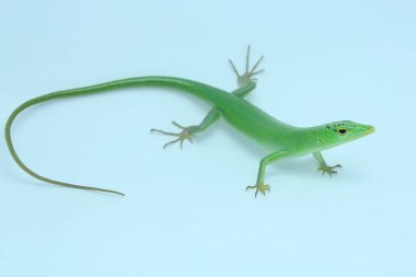 Bir Zümrüt Ağacı Kayması (Lamprolepis smaragdina) günlük aktivitelerine başlamadan önce güneşleniyor.