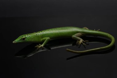 Bir Zümrüt Ağacı Kayması (Lamprolepis smaragdina) günlük aktivitelerine başlamadan önce güneşleniyor.