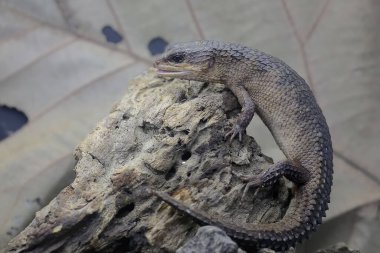Bir Sulawesi dikenli su kayması (Tripidophorus apulus) kuru odunla güneşlenir..