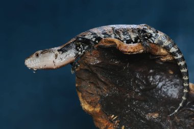 Mavi dilli bir kertenkele (Tiliqua sp) günlük aktivitelerine başlıyor.