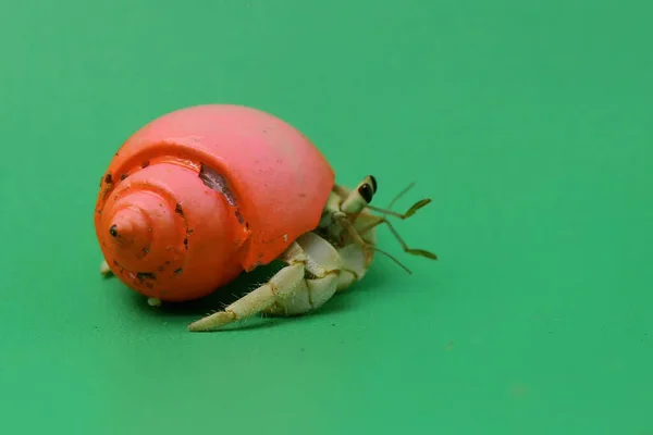 Hermit Crab Paguroidea Walking Slowly — Stock Photo, Image