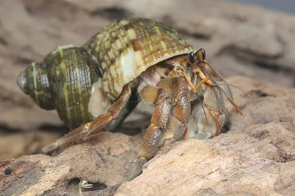 Een Heremietkreeft Paguroidea Hout — Stockfoto