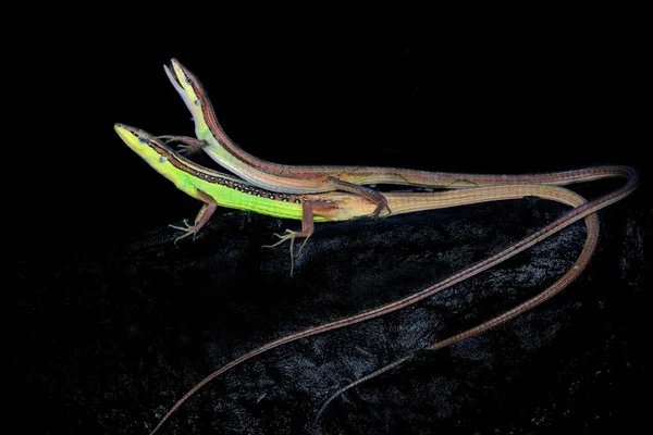 Pair Long Tailed Grass Lizards Sunbathing — Stock Photo, Image