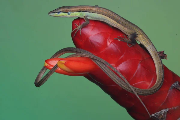 A long-tailed grass lizard is stalking its prey.