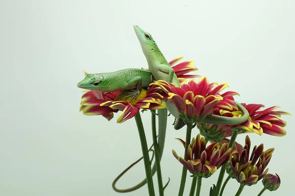 Bir Çift Zümrüt Ağaç Kayması Lamprolepis Smaragdina Günlük Aktivitelerine Başlamadan — Stok fotoğraf