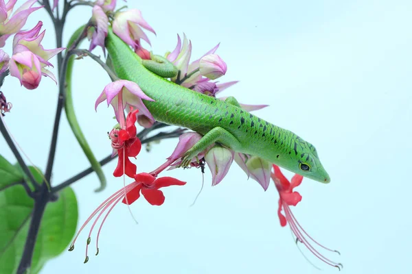 Bir Zümrüt Ağacı Kayması (Lamprolepis smaragdina) günlük aktivitelerine başlamadan önce güneşleniyor.