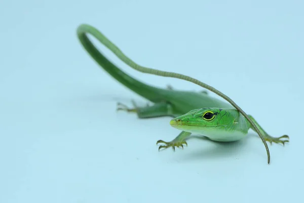 Scinque Émeraude Lamprolepis Smaragdina Prend Bain Soleil Avant Commencer Ses — Photo