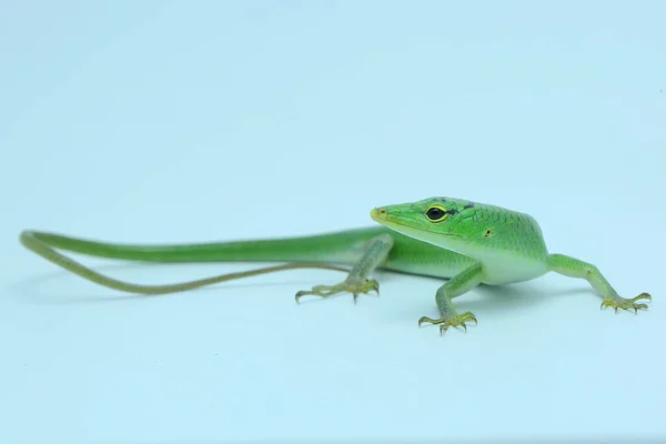 Egy Smaragd Tree Skink Lamprolepis Smaragdina Napozik Mielőtt Megkezdené Napi — Stock Fotó