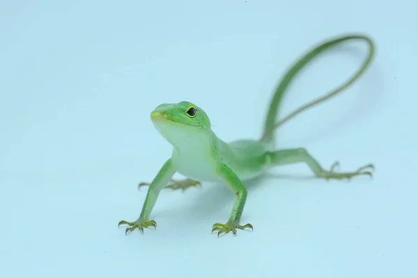 Ein Smaragdbaumskink Lamprolepis Smaragdina Sonnt Sich Vor Beginn Seiner Täglichen — Stockfoto